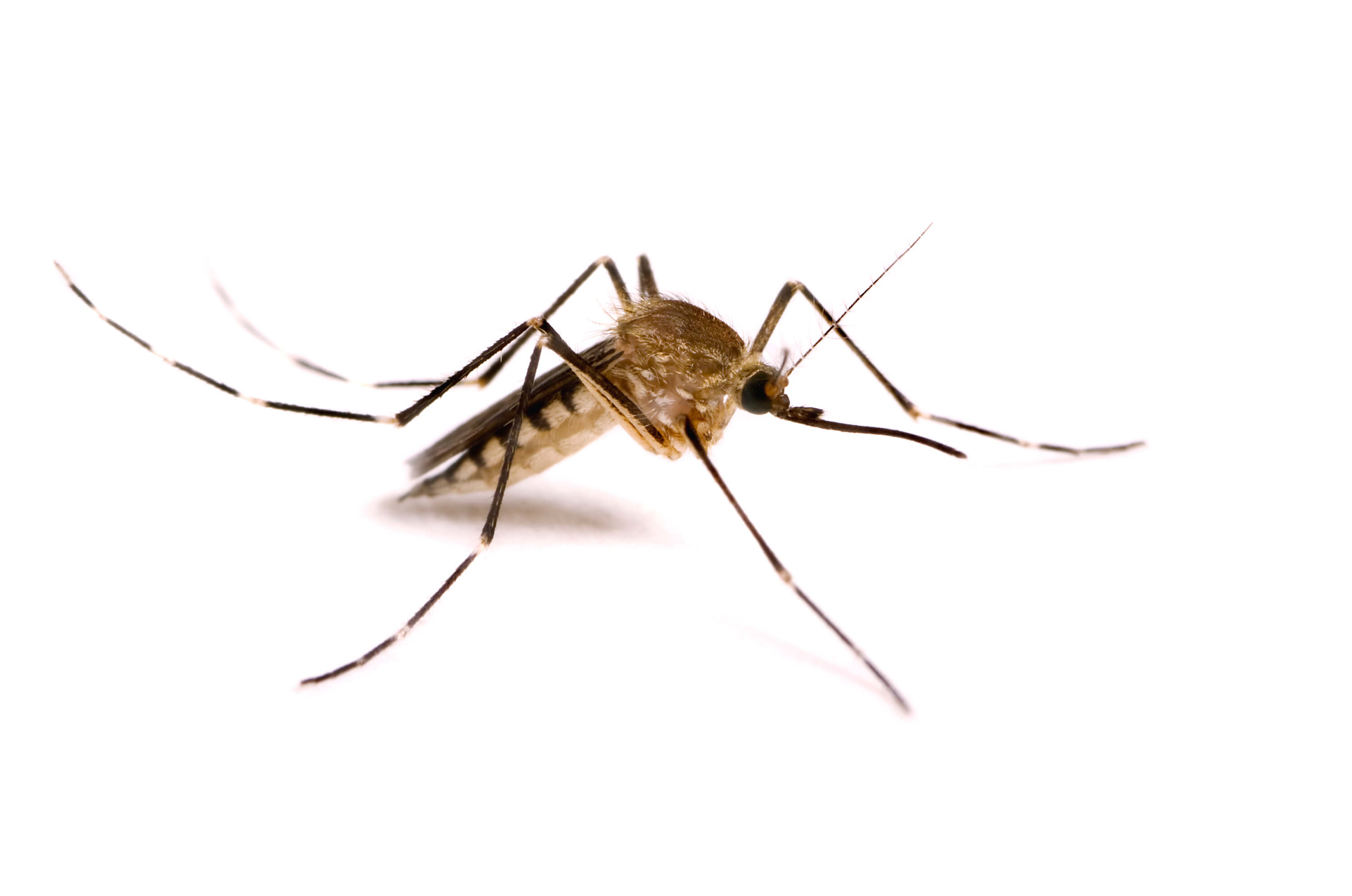 Mosquito virus