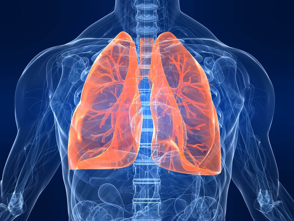 lungs-diagram-120926