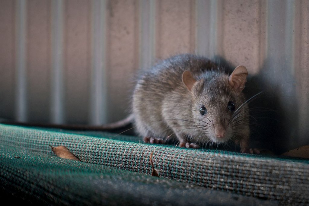 Пацюки переносять хантавірус, що нині шириться Європою