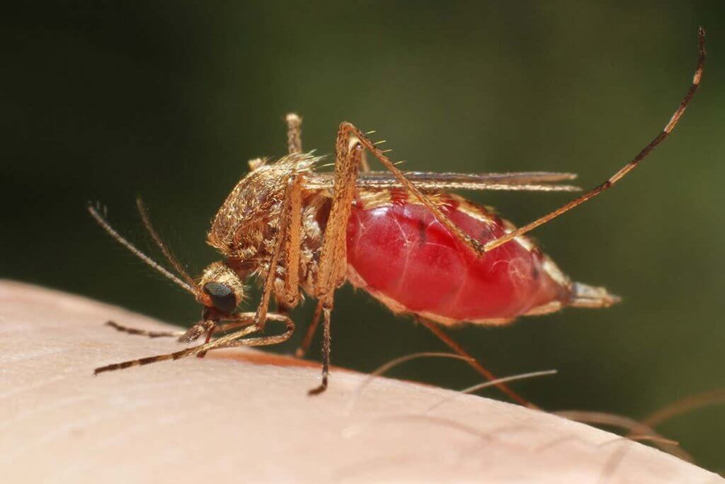 В Харкові зафіксували летальний випадок малярії