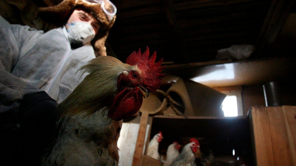 У Росії виявили перший випадок зараження людини пташиним грипом нового типу