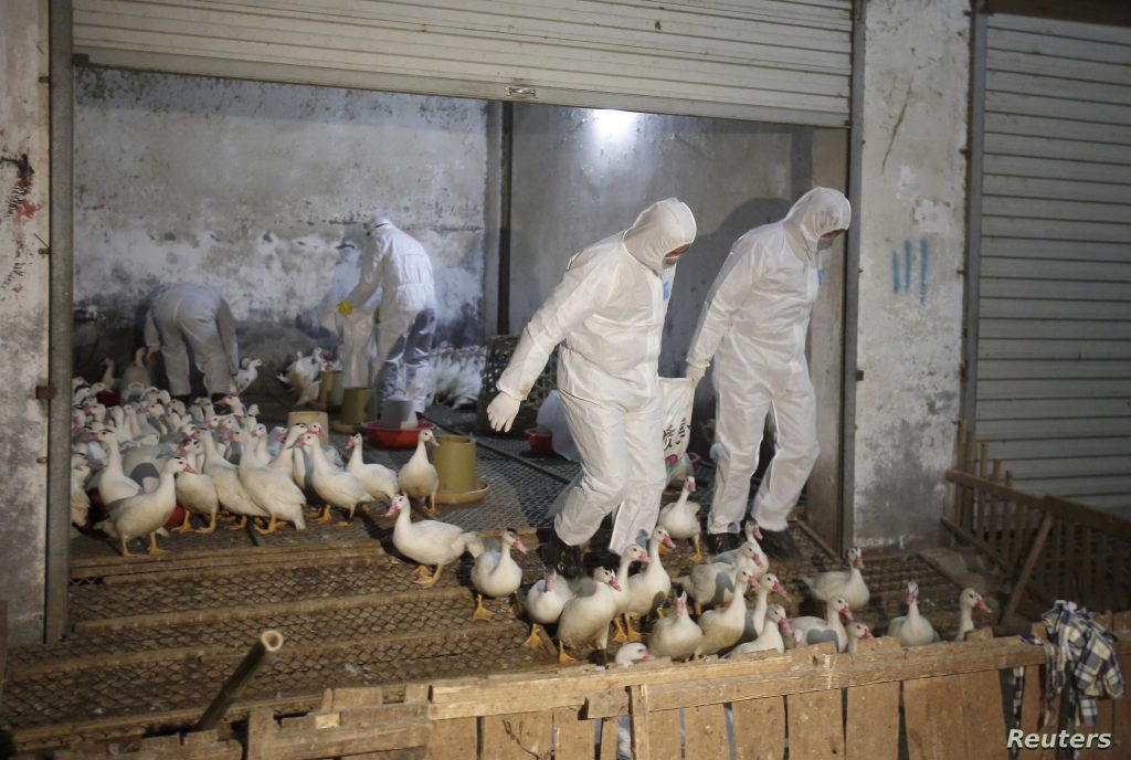 Китай заявив про перший в світі випадок захворювання людини новим пташиним грипом 